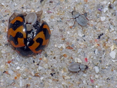 Phycosecis litoralis