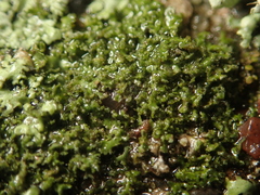 Phaeophyscia nigricans