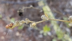 Malacothamnus fasciculatus catalinensis