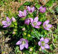 Gentianella austriaca
