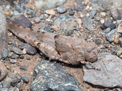 Sphingonotus sublaevis