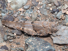 Sphingonotus sublaevis