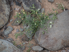Spergularia flaccida