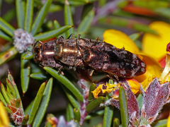 Diphucrania acuducta