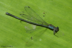 Pseudagrion microcephalum
