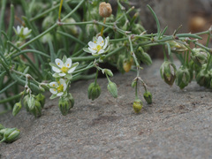 Spergularia flaccida