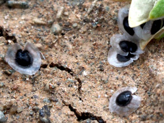 Spergularia flaccida