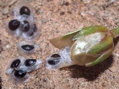 Spergularia flaccida