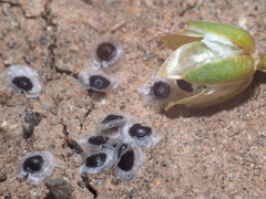 Spergularia flaccida