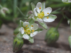 Spergularia flaccida