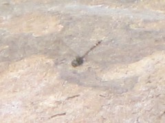 Hemicordulia intermedia