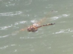 Hemicordulia intermedia