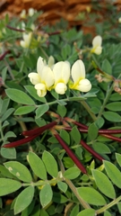 Acmispon grandiflorus grandiflorus