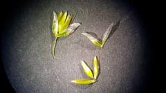 Anthoxanthum australe