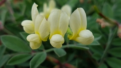 Acmispon grandiflorus grandiflorus