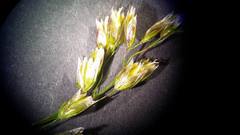 Anthoxanthum australe