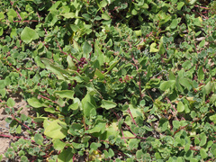 Patellifolia procumbens