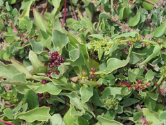 Patellifolia procumbens