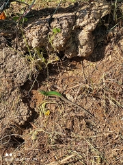 Podarcis waglerianus