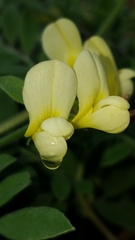 Acmispon grandiflorus grandiflorus
