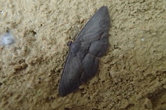 Hypomecis pallidiscaria