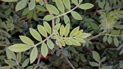 Acmispon grandiflorus grandiflorus