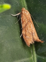 Blastobasis decolorella