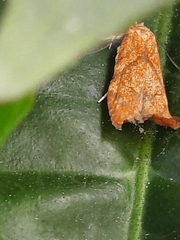 Blastobasis decolorella