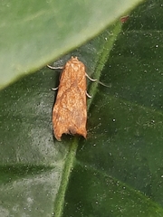Blastobasis decolorella