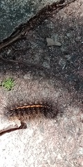 Creatonotos transiens vacillans