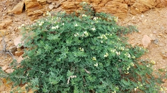 Acmispon grandiflorus grandiflorus