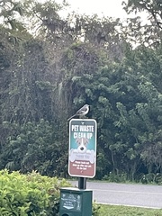 Grus canadensis image