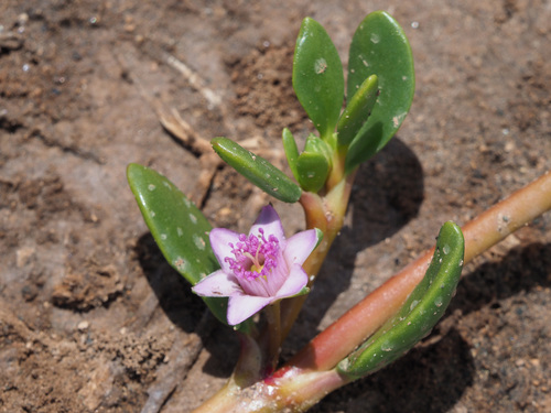 Sesuvium portulacastrum image