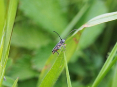Phytoecia