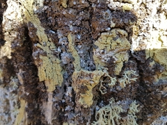 Pertusaria flavida