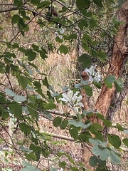 Bauhinia variegata candida