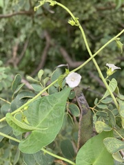 Ipomoea plebeia africana