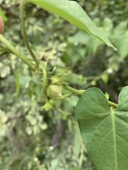 Ipomoea plebeia africana