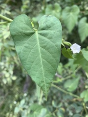 Ipomoea plebeia africana
