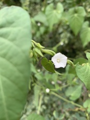 Ipomoea plebeia africana