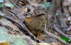 Tropicoperdix chloropus