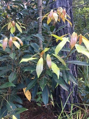 Elaeocarpus kirtonii