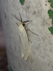 Coscinia chrysocephala