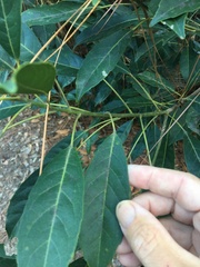 Elaeocarpus kirtonii