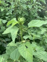 Hibiscus dongolensis