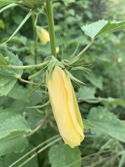 Hibiscus dongolensis