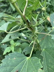 Hibiscus dongolensis