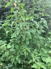 Hibiscus dongolensis