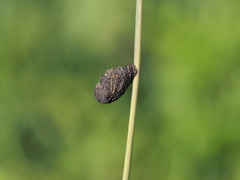 Cryptocephalus anticus