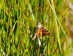 Chrysolarentia polycarpa